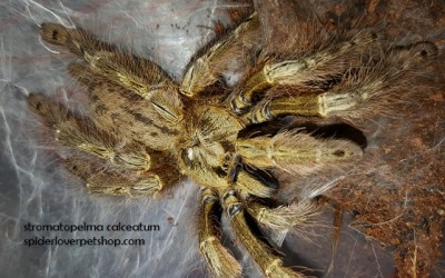 stromatopelma calceatum sling tarantula